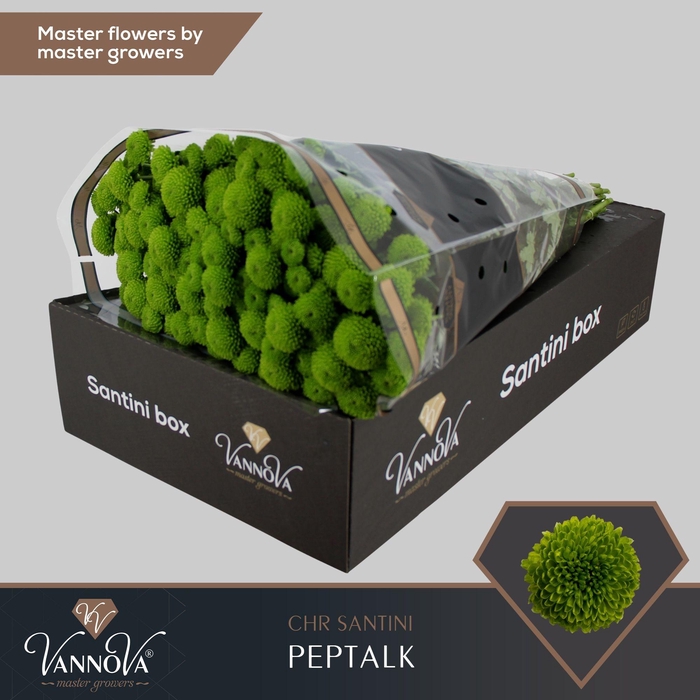 <h4>Chr S Peptalk</h4>