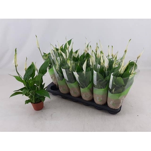 Spathiphyllum Chopin 9Ø 30cm 5fl