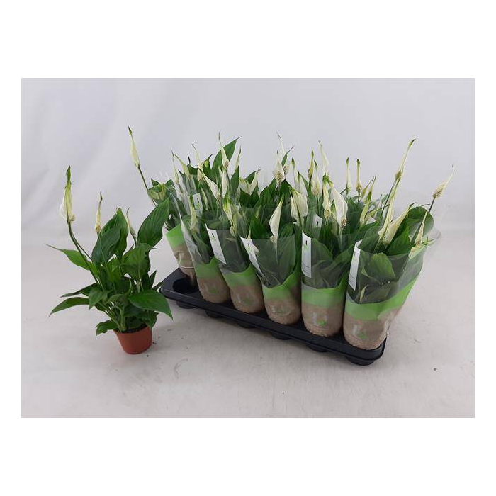 <h4>Spathiphyllum Chopin 9Ø 30cm 5fl</h4>