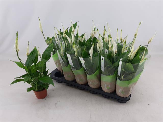 Spathiphyllum Chopin 9Ø 30cm 5fl