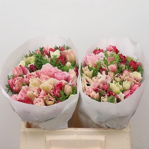 Anem Mistral Tigre Extra