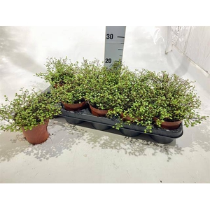 !! PROMO !! MUEHLENBECKIA GOLDEN GIRL