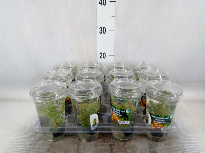 <h4>Aquariumplanten   ...mix</h4>