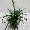 Carex oshimensis