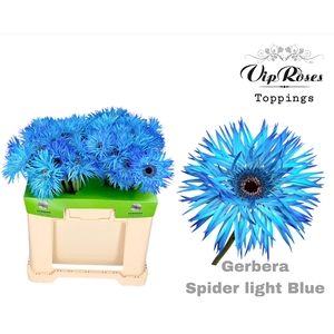 GE GS SPIDER LIGHT BLUE