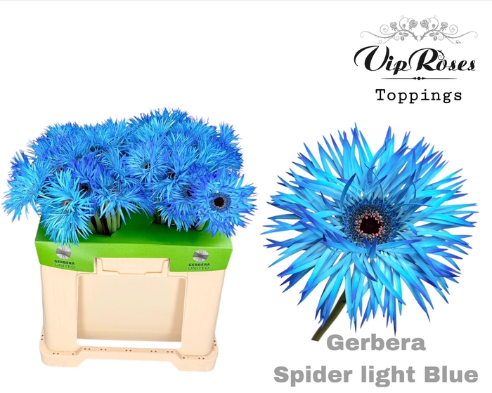<h4>GE GS SPIDER LIGHT BLUE</h4>