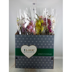 Phalaenopsis   ...mix