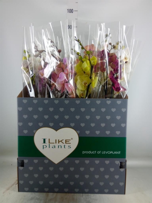 <h4>Phalaenopsis   ...mix</h4>