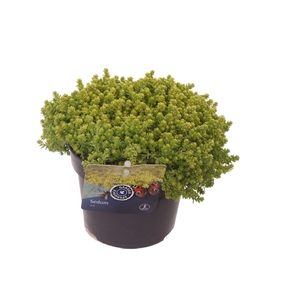 Sedum Acre Yellow Queen