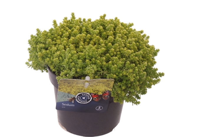 <h4>Sedum Acre Yellow Queen</h4>