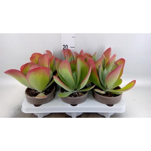 Kalanchoe NF thyrsiflora