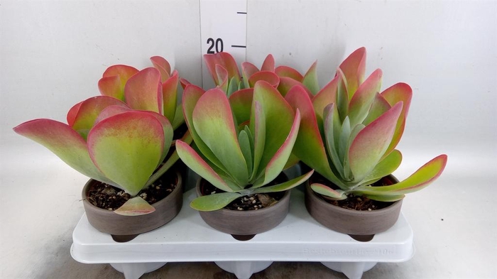 <h4>Kalanchoe NF thyrsiflora</h4>