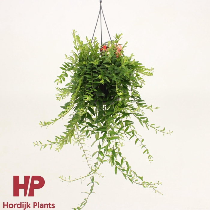 <h4>Aeschynanthus 'Japhrolepis'</h4>