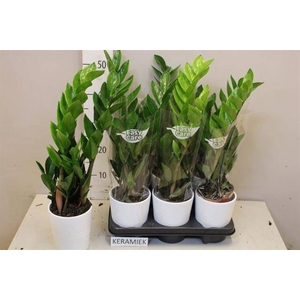 ZAMIO ZAMIIFOLIA