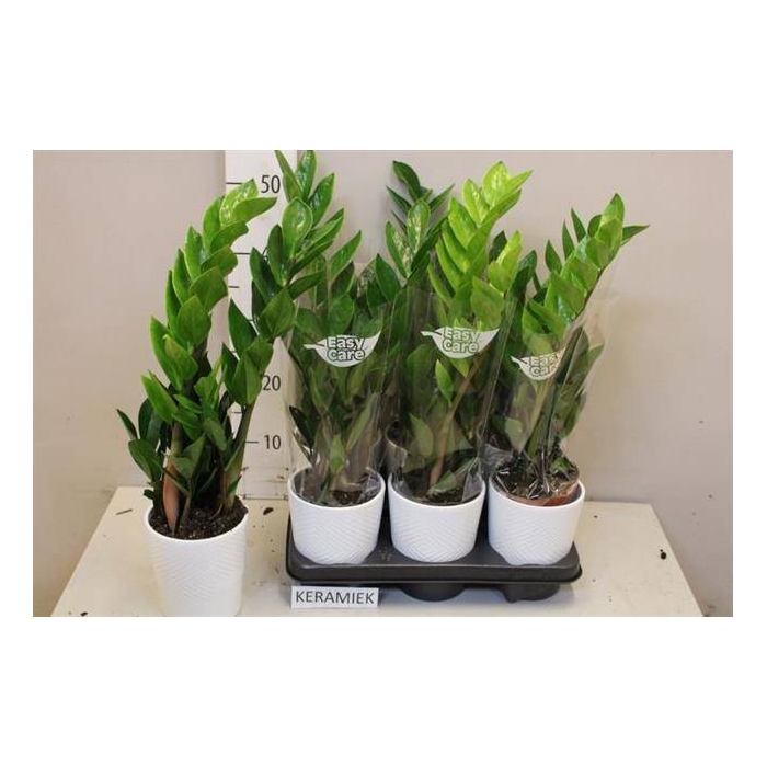 <h4>Zamioculcas zamifolia 12Ø 50cm 4st</h4>