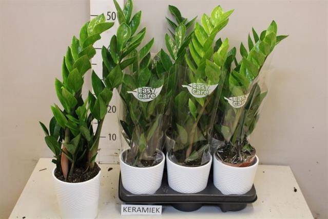 Zamioculcas zamifolia 12Ø 50cm 4st
