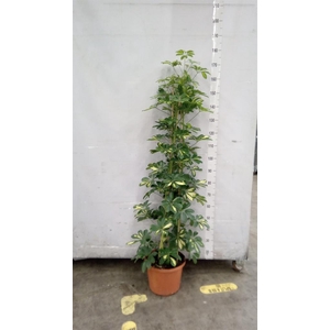 Schefflera arbor. 'Gold Capella'