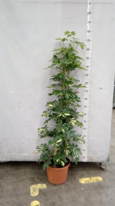 <h4>Schefflera arbor. 'Gold Capella'</h4>