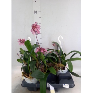 Orchideeen   ...