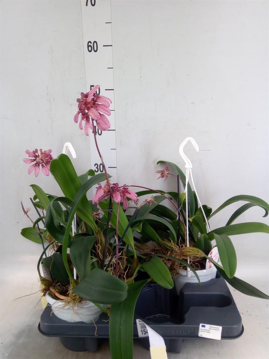 <h4>Orchideeen   ...</h4>