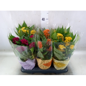 Celosia arg. CR 'Twisted'   ...mix
