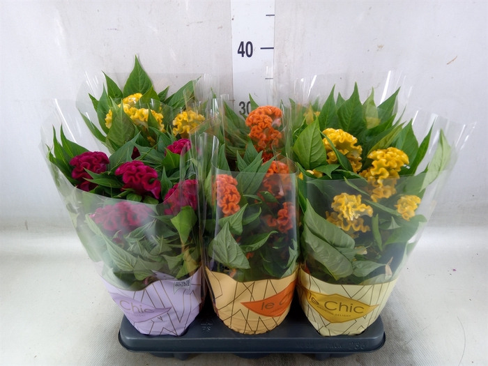 <h4>Celosia arg. CR 'Twisted'   ...mix</h4>