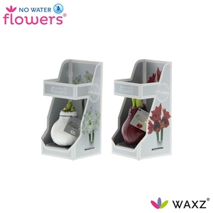 arr4 Amaryllis VH - Waxz Colorz in Gift Box