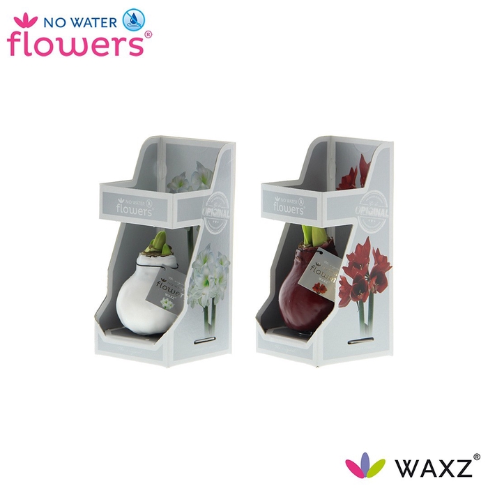 <h4>arr4 Amaryllis VH - Waxz Colorz in Gift Box</h4>