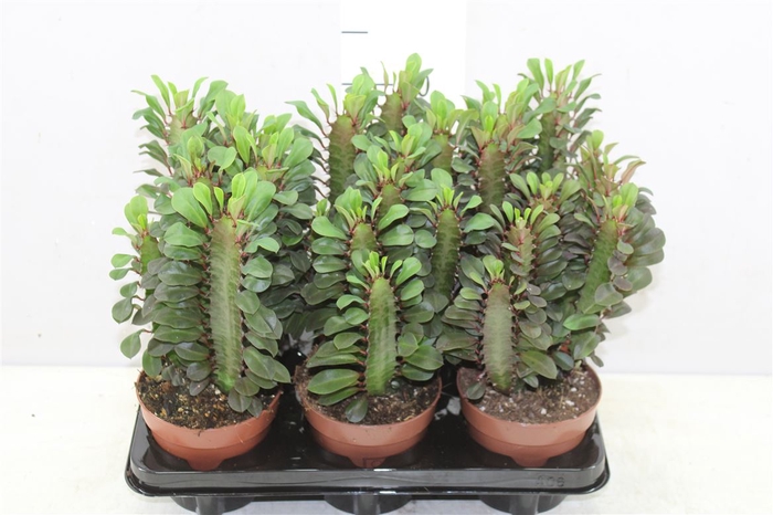 <h4>Euphorbia Trigona Rubra</h4>