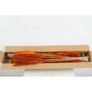 DF Pampas Silvy Orange