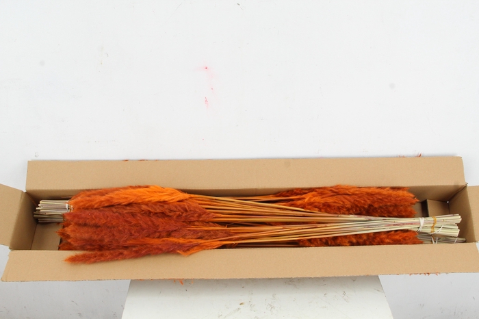 <h4>DF Pampas Silvy Orange</h4>