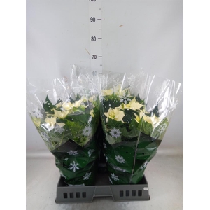 Euphorbia pulc. 'Alaska'