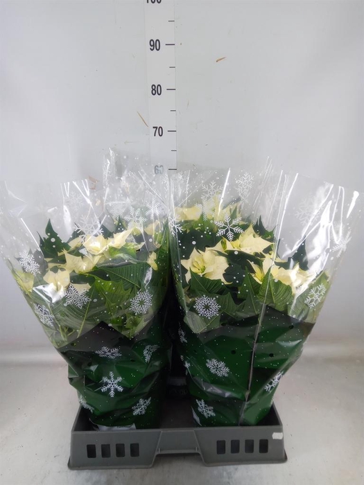 <h4>Euphorbia pulc. 'Alaska'</h4>