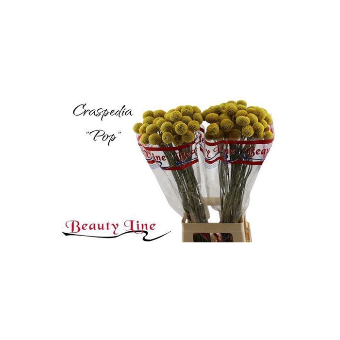 <h4>Cras Paintball Pop</h4>