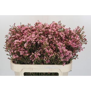 Chamelaucium Sarah's Delight