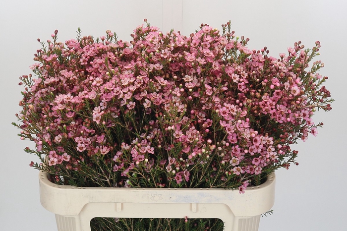 <h4>Chamelaucium Sarah's Delight</h4>