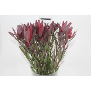 PROTEA SAFARI VINHO