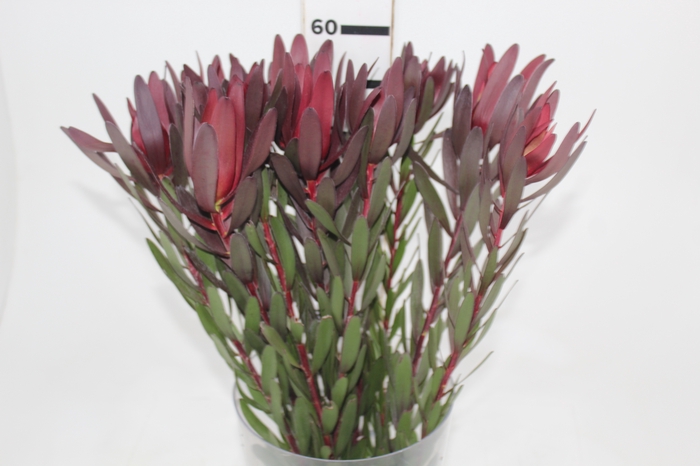 <h4>PROTEA SAFARI VINHO</h4>