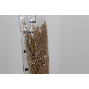 CAPIM ARROZ TRADICIONAL DESIDRATADO