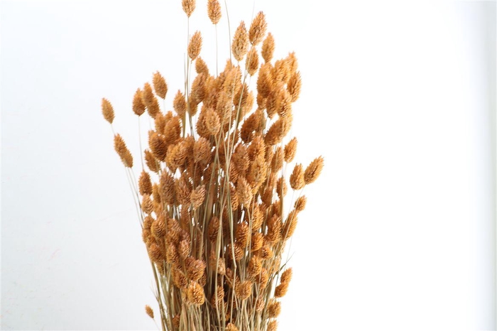 <h4>Dried Phalaris X5 Frosted Salmon Bunch</h4>