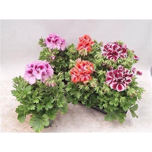 Pelargonium Grand Mixtray 3 Kleur