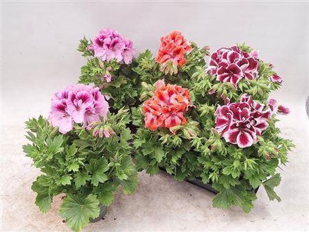<h4>Pelargonium Grand Mixtray 3 Kleur</h4>