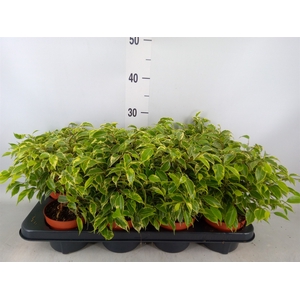 Ficus benja. 'Kinky'