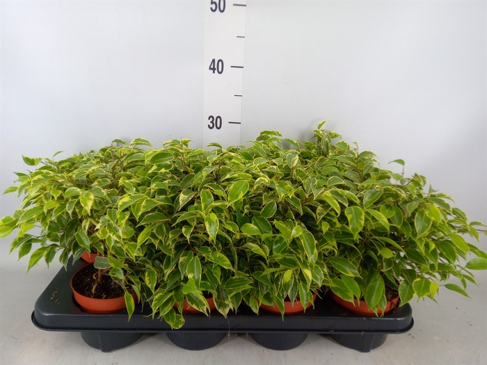 <h4>Ficus benja. 'Kinky'</h4>