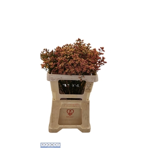 Limonium Inca Diamond Fers Flowers
