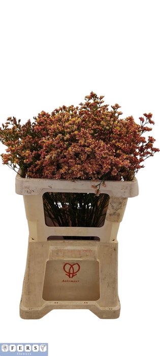<h4>Limonium Inca Diamond Fers Flowers</h4>