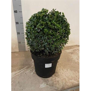 Buxu Sempervirens Bol