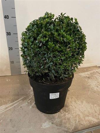 <h4>Buxu Sempervirens Bol</h4>