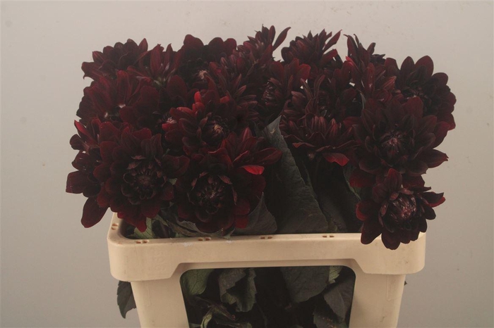 <h4>Dahl Karma Choc</h4>
