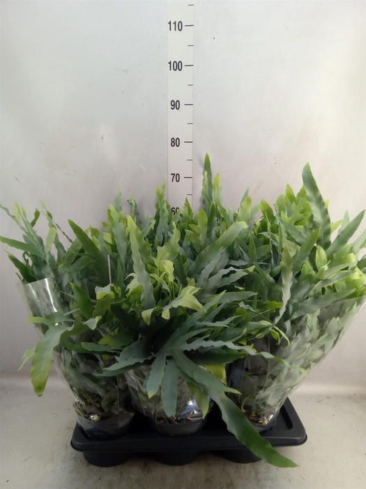 <h4>Phlebodium aureum 'Blue Star'</h4>